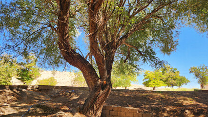The trunk of a massive white willow (Salix alba) growing on a streambank in Central Anatolia. in September