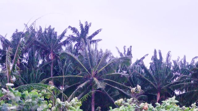 Disheveled coconut palm trees in stormy winds, gale, rainy season (monsoon), littoral vegetation. South China Sea, Borneo Island coast