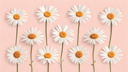 Obraz premium Minimalist Daisy Flowers on a Pink Background