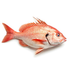 Fototapeta premium Realistic portrait of a red snapper fish, side view, full body isolated on a white background, reddish body with spiny dorsal fin and detailed shiny scales, highly detailed, high resolution, soft shad