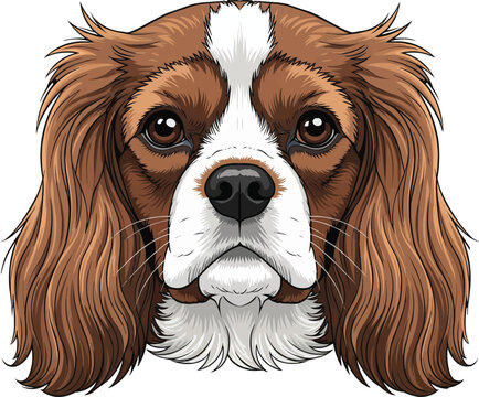 Cavalier King Charles Spaniel dog cute face headshot portrait