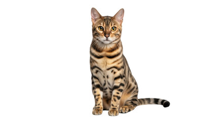 Isolated tabby Bengal cat sitting up looking forward at camera, head and shoulders pose