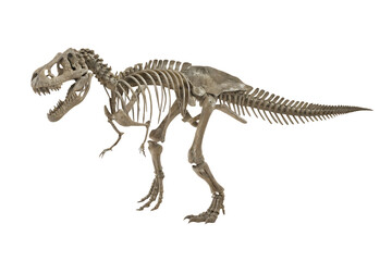 Tyrannosaurus Rex Dinosaur Skeleton Fossil Isolated Keywords: dinosaur, skeleton, fossil, t-rex isolated on a transparent background