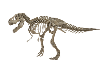 Tyrannosaurus Rex Dinosaur Skeleton Fossil Isolated Keywords: dinosaur, skeleton, fossil, t-rex isolated on a transparent background