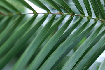 Abstract tropical palm leaf texture with natural light and shadow. Radiating green foliage pattern in rainforest, striped palm leaves background for nature and botanical design concepts. © Mariia