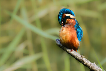 Kingfisher preening