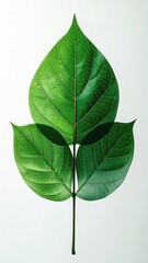 Three vibrant green leaves, symmetrical and detailed, against a white background