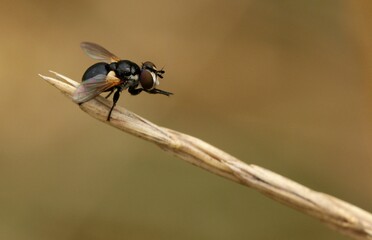 Tachinid Fly, specifically identified as Gymnosoma rotundatum or a similar species within the...