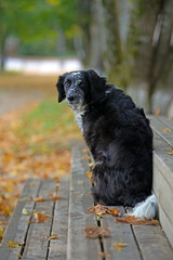 Spaniel dog on the background of an autumn landscape