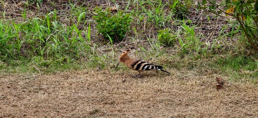 Hoopoe Searching for Food © 纪 曹