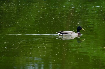 duck on the water