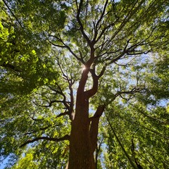 Looking up at the growth direction of the big tree from a low angle