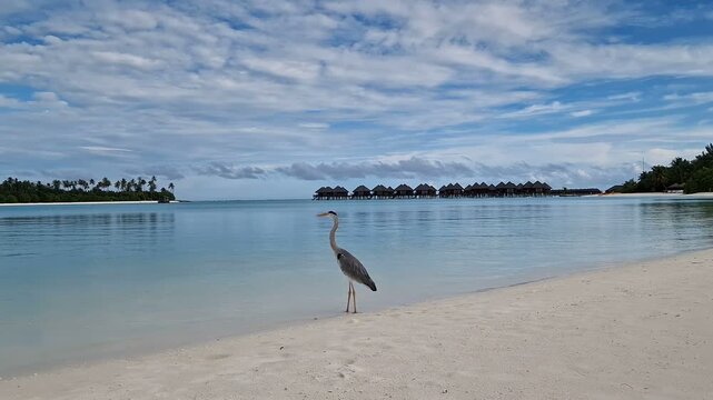 A heron walks along the beach of the Indian Ocean in the Maldives.