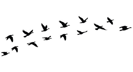 A flock of birds in flight against a white background silhouette