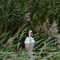 Swan gracefully swimming in reeds
