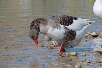bird (goose) at the kournas lake in crete in greece 