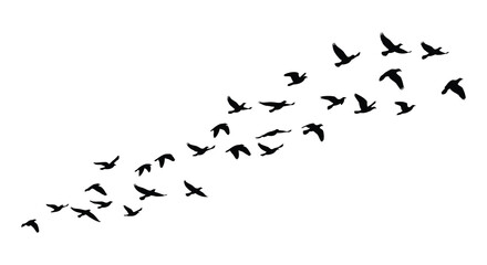 A flock of birds taking flight across a clean white background silhouette