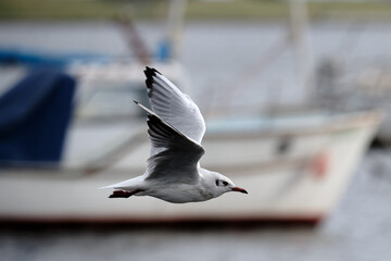 Black-headed Gull in flight with yacht behind