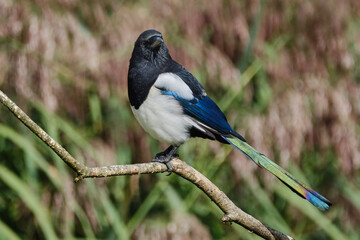 Magpie showing coloured tail