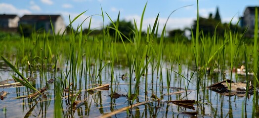 Rural Rice Paddy Landscape
