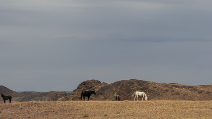 Wild horses graze peacefully in Kazakhstan's foothills, vast steppes and mountains in the background