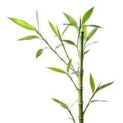 Fototapeta premium Bamboo stalk with green leaves isolated on transparent background, zen concept