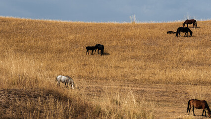 Timeless Central Asian landscape with small horse herd grazing in secluded grassy valley