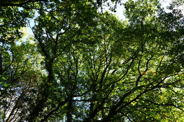 Looking up at the canopy of oak trees in Clipston Woods, Nottinghamshire, England: a peaceful nature scene.