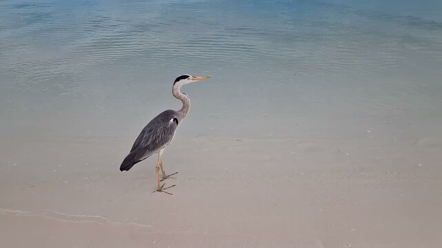 A heron walks along the beach of the Indian Ocean in the Maldives.