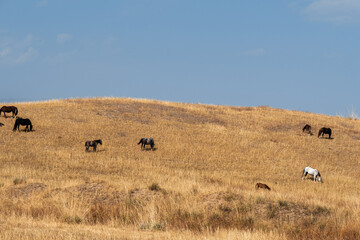 Wild horses graze peacefully in Kazakhstan's foothills, vast steppes and mountains in the background