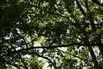 Looking Up at the Canopy of Sycamore Trees in Clipston Woods, Nottinghamshire: A Tranquil Nature Scene