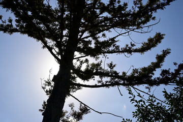 青空と松の木のシルエット