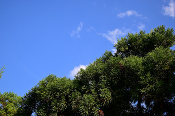 Obraz premium 樹木と青空