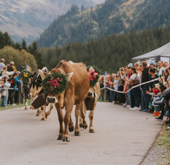 Decorated cows walking during traditional alpabzug procession in alps