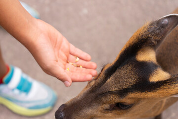 Photograph of a child offering food to a muntjac, capturing the connection between humans and wildlife in a natural setting.