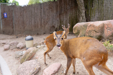 A detailed portrait of a muntjac deer in a peaceful, wooded habitat.
