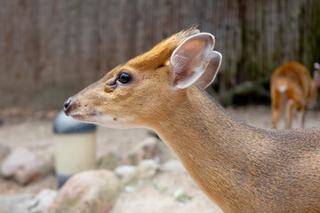 Close-up image of a wild mammal, showing its brown fur and attentive expression.