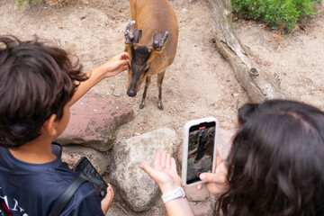 Person taking photos of a muntjac deer with their mobile phone