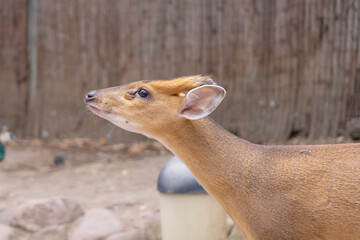 Photograph of a young muntjac deer seen in profile, showing details of its head, ears, and brown fur in a natural environment.