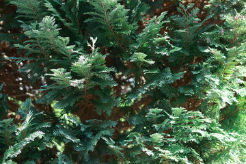 Green coniferous thuja branch close-up, natural texture for background, evergreen plant, summer garden, natural green background, juniper, decorative coniferous tree