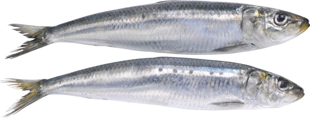 Sardines Fish Isolated On Transparent Background