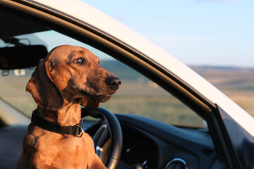 A dog looks through an open car window