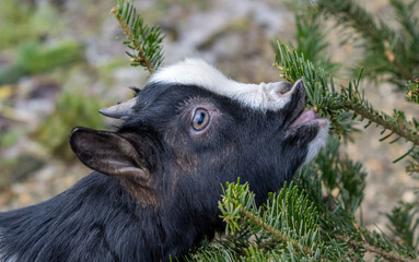 Pygmy goat eating from pine tree