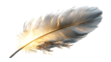 Obraz premium Close up of a single white feather with sunlight shining through it