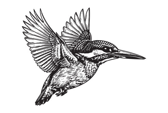flying Kingfisher bird engraving vector style
