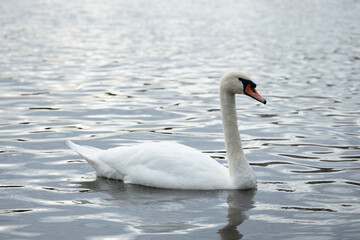 Elegant white swan gracefully gliding across tranquil water surface, reflecting soft light, showcasing natural beauty and serene aquatic environment with gentle ripples