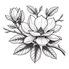 Magnolia Flower Engraving Detailed Botanical Sketch of Southern Magnolia Bloom and Leaves on Branch