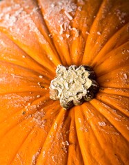 Close-up of a frozen pumpkin