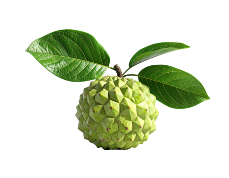 A vibrant, green cherimoya fruit, adorned with its characteristic bumpy texture and accompanied by three lush, dark-green leaves against a stark black background