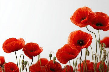 Obraz premium Close-up of vibrant red poppies against a white background